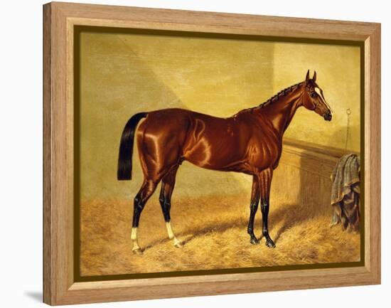 Orlando, a Bay Racehorse in a Loosebox-John Frederick Herring I-Framed Premier Image Canvas