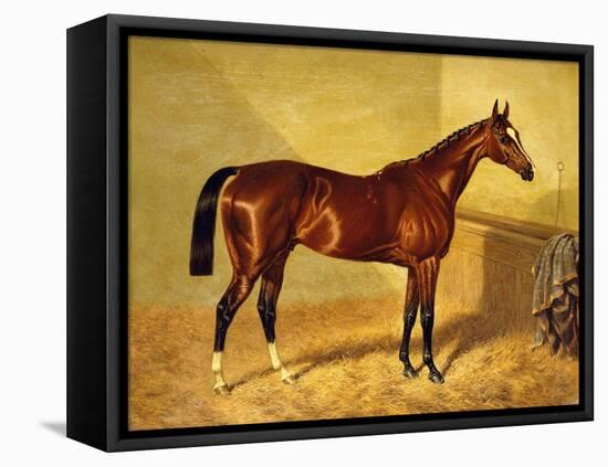 Orlando, a Bay Racehorse in a Loosebox-John Frederick Herring I-Framed Premier Image Canvas