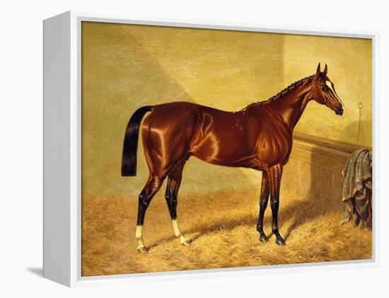 Orlando, a Bay Racehorse in a Loosebox-John Frederick Herring I-Framed Premier Image Canvas