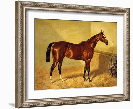 Orlando, a Bay Racehorse in a Loosebox-John Frederick Herring I-Framed Giclee Print