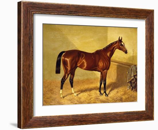 Orlando, a Bay Racehorse in a Loosebox-John Frederick Herring I-Framed Giclee Print