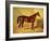 Orlando, a Bay Racehorse in a Loosebox-John Frederick Herring I-Framed Giclee Print