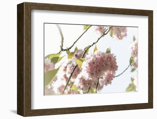 Ornamental Cherry Tree Blossom on a Branch in Full Splendour-Petra Daisenberger-Framed Photographic Print