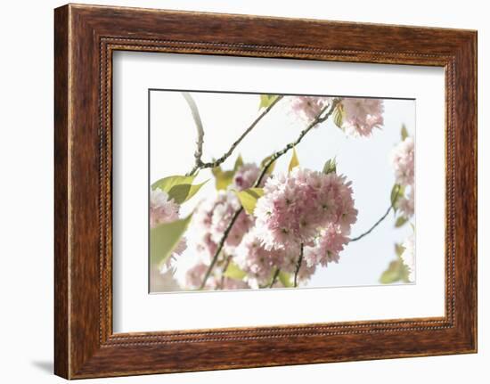 Ornamental Cherry Tree Blossom on a Branch in Full Splendour-Petra Daisenberger-Framed Photographic Print
