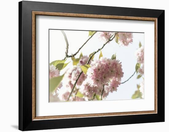 Ornamental Cherry Tree Blossom on a Branch in Full Splendour-Petra Daisenberger-Framed Photographic Print