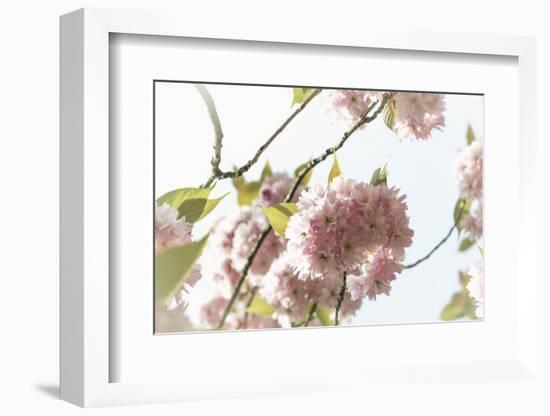 Ornamental Cherry Tree Blossom on a Branch in Full Splendour-Petra Daisenberger-Framed Photographic Print