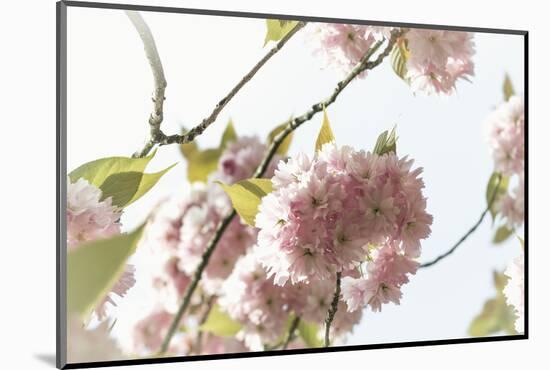 Ornamental Cherry Tree Blossom on a Branch in Full Splendour-Petra Daisenberger-Mounted Photographic Print