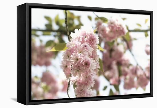 Ornamental Cherry Tree Blossoms in Abundance on a Branch-Petra Daisenberger-Framed Premier Image Canvas