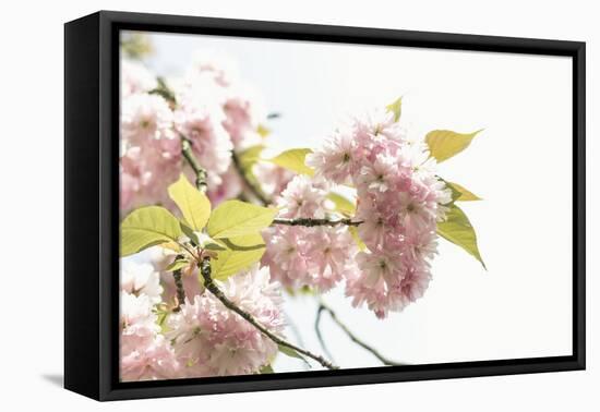 Ornamental Cherry Tree Blossoms in Abundance on a Branch-Petra Daisenberger-Framed Premier Image Canvas