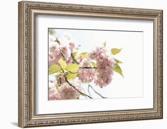 Ornamental Cherry Tree Blossoms in Abundance on a Branch-Petra Daisenberger-Framed Photographic Print