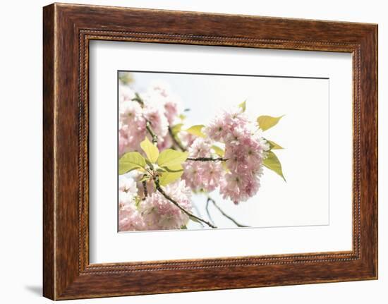 Ornamental Cherry Tree Blossoms in Abundance on a Branch-Petra Daisenberger-Framed Photographic Print