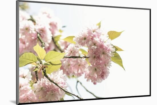 Ornamental Cherry Tree Blossoms in Abundance on a Branch-Petra Daisenberger-Mounted Photographic Print