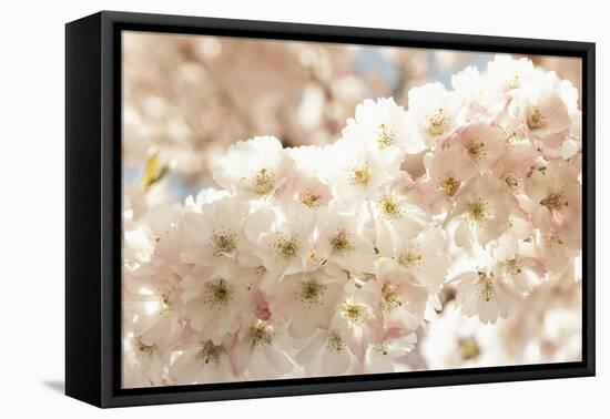 Ornamental Cherry Tree Blossoms in the Spring-Petra Daisenberger-Framed Premier Image Canvas