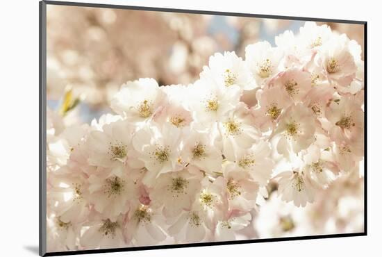 Ornamental Cherry Tree Blossoms in the Spring-Petra Daisenberger-Mounted Photographic Print