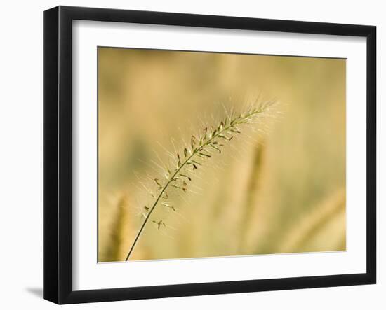 Ornamental Grass Head, Arlington, Virginia, USA-Corey Hilz-Framed Photographic Print