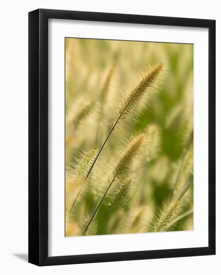 Ornamental Grass Heads, Arlington, Virginia, USA-Corey Hilz-Framed Photographic Print