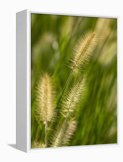 Ornamental Grass Heads, Arlington, Virginia, USA-Corey Hilz-Framed Premier Image Canvas