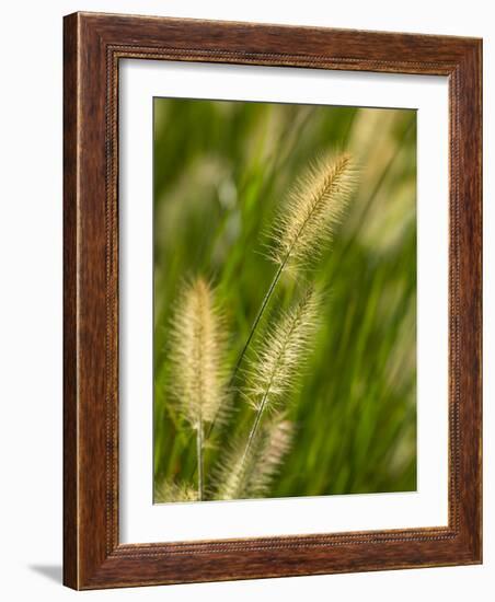 Ornamental Grass Heads, Arlington, Virginia, USA-Corey Hilz-Framed Photographic Print