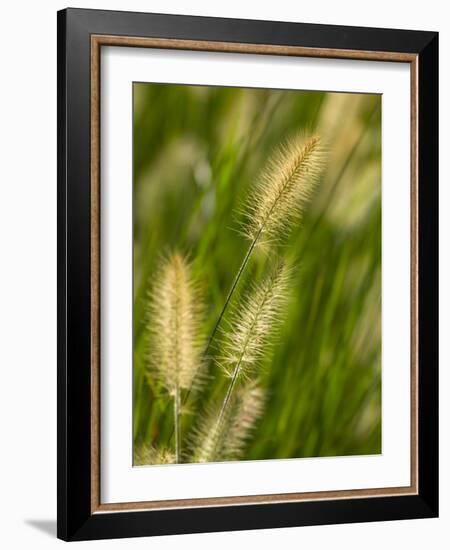 Ornamental Grass Heads, Arlington, Virginia, USA-Corey Hilz-Framed Photographic Print