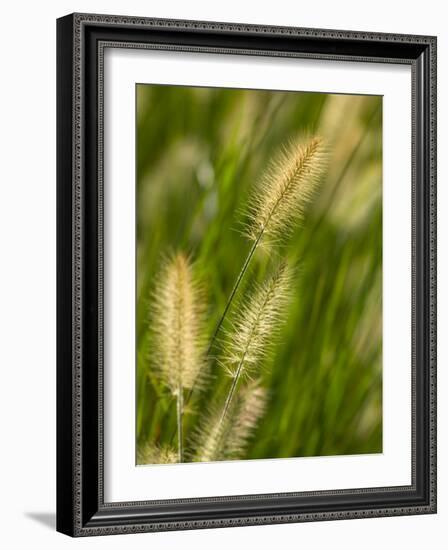 Ornamental Grass Heads, Arlington, Virginia, USA-Corey Hilz-Framed Photographic Print