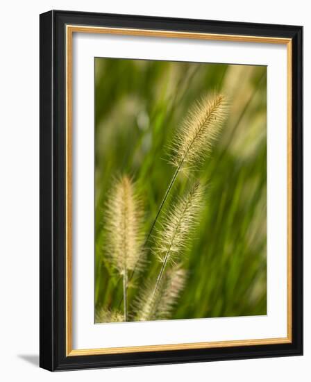 Ornamental Grass Heads, Arlington, Virginia, USA-Corey Hilz-Framed Photographic Print