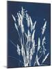 Ornamental Grass III-Kathy Ferguson-Mounted Art Print