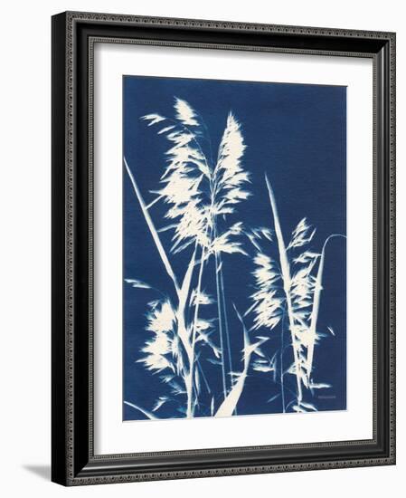 Ornamental Grass VI-Kathy Ferguson-Framed Art Print