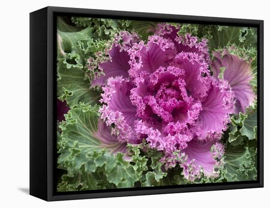 Ornamental Kale 'Nagoya Rose' in garden border-Ernie Janes-Framed Premier Image Canvas