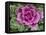 Ornamental Kale 'Nagoya Rose' in garden border-Ernie Janes-Framed Premier Image Canvas