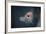 Ornamental Koi Carp At Surface Of Pond, Ritsurin Garden, Takamatsu, Japan-New Sue Productions-Framed Photographic Print