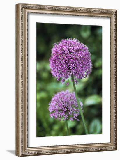 Ornamental Onion (Allium Aflatunense)-Archie Young-Framed Photographic Print