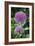 Ornamental Onion (Allium Aflatunense)-Archie Young-Framed Photographic Print