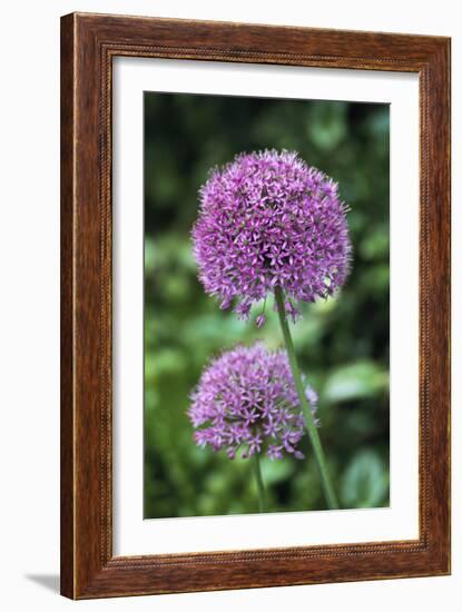 Ornamental Onion (Allium Aflatunense)-Archie Young-Framed Photographic Print