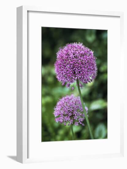 Ornamental Onion (Allium Aflatunense)-Archie Young-Framed Photographic Print