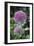 Ornamental Onion (Allium Aflatunense)-Archie Young-Framed Photographic Print