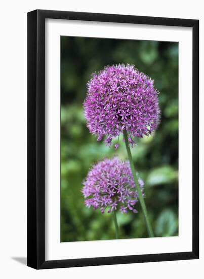 Ornamental Onion (Allium Aflatunense)-Archie Young-Framed Photographic Print