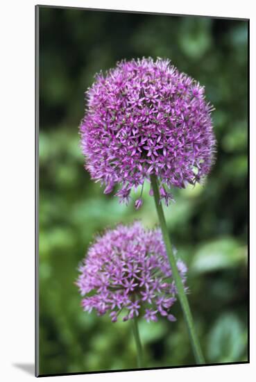 Ornamental Onion (Allium Aflatunense)-Archie Young-Mounted Photographic Print