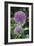 Ornamental Onion (Allium Aflatunense)-Archie Young-Framed Photographic Print