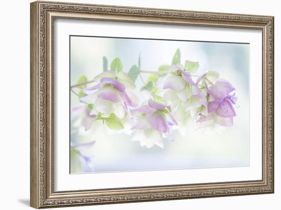 Ornamental Oregano I-Kathy Mahan-Framed Photographic Print