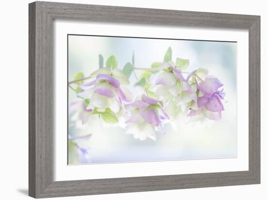 Ornamental Oregano I-Kathy Mahan-Framed Photographic Print