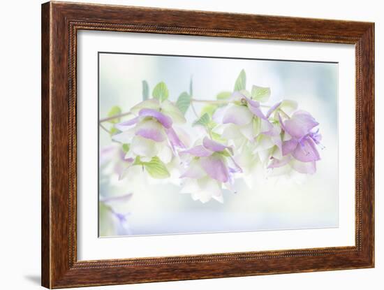 Ornamental Oregano I-Kathy Mahan-Framed Photographic Print