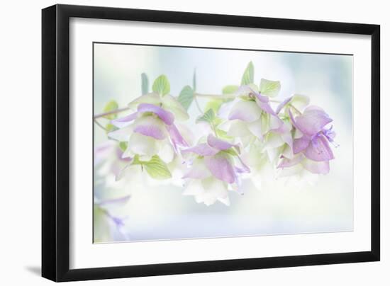 Ornamental Oregano I-Kathy Mahan-Framed Photographic Print