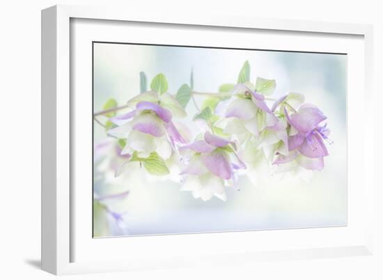 Ornamental Oregano I-Kathy Mahan-Framed Photographic Print