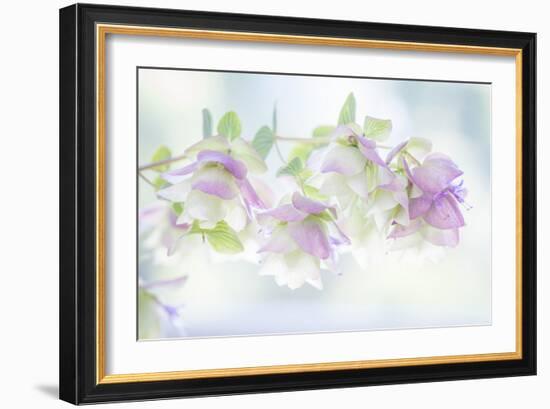 Ornamental Oregano I-Kathy Mahan-Framed Photographic Print