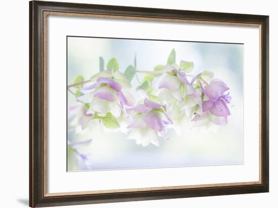 Ornamental Oregano I-Kathy Mahan-Framed Photographic Print