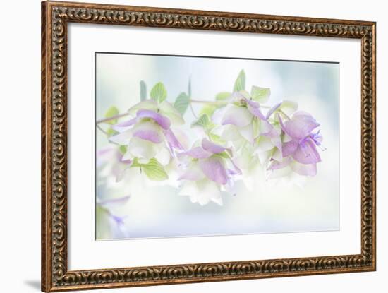 Ornamental Oregano I-Kathy Mahan-Framed Photographic Print