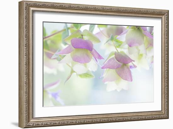 Ornamental Oregano II-Kathy Mahan-Framed Photographic Print