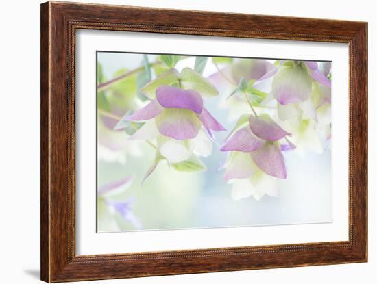 Ornamental Oregano II-Kathy Mahan-Framed Photographic Print