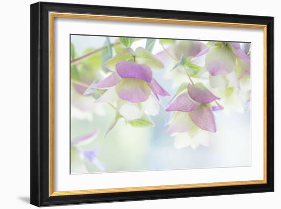 Ornamental Oregano II-Kathy Mahan-Framed Photographic Print