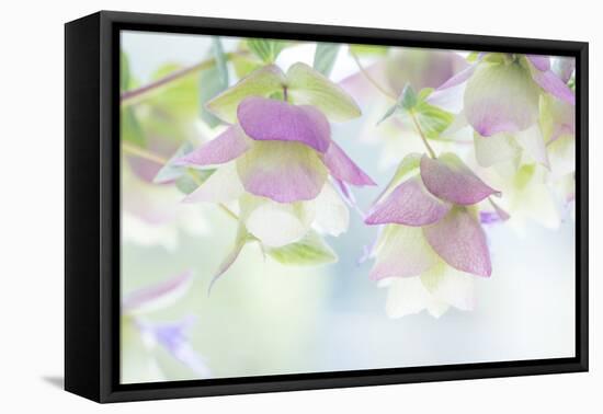 Ornamental Oregano II-Kathy Mahan-Framed Premier Image Canvas